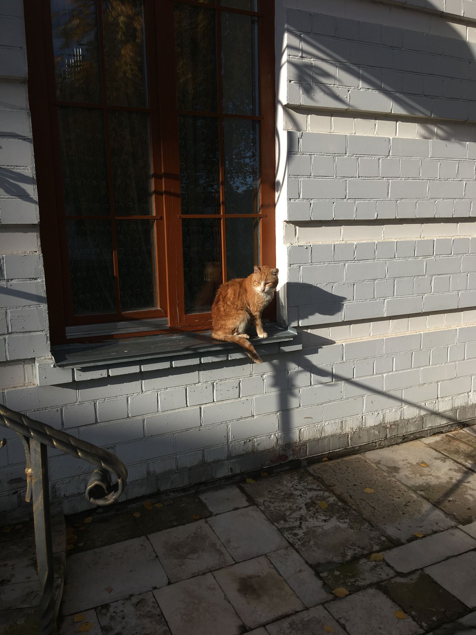 Kot leżący na parapecie w pełnym słońcu, ujęcie z boku, spokojna poza